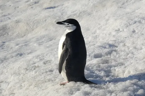 Ученые обнаружили, что антарктические пингвины засыпают по 10 тысяч раз за день и лишь на несколько секунд