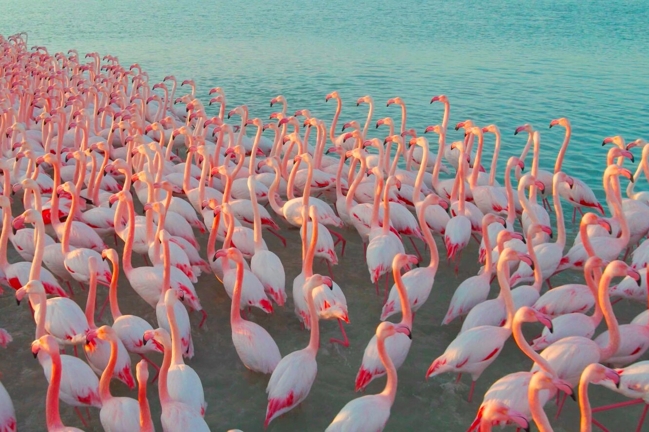 Озеро Караколь Казахстан Фламинго
