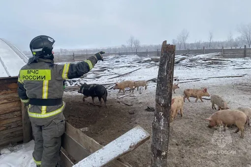 В Красноярском крае пожарные потушили пожар и спасли 31 свинью. Они выносили животных на руках