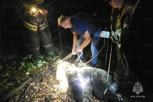 Медведь вышел на улицы Костромы. Когда за ним приехали сотрудники МЧС, зверь от испуга забрался на 15-метровое дерево 