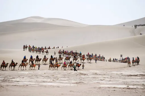 В Китае установили светофоры для верблюдов