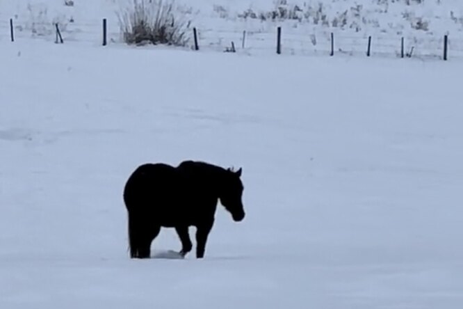 Три лошади на снегу - купить почтовую открытку