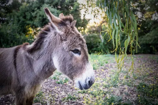 Barron Park Donkey Project