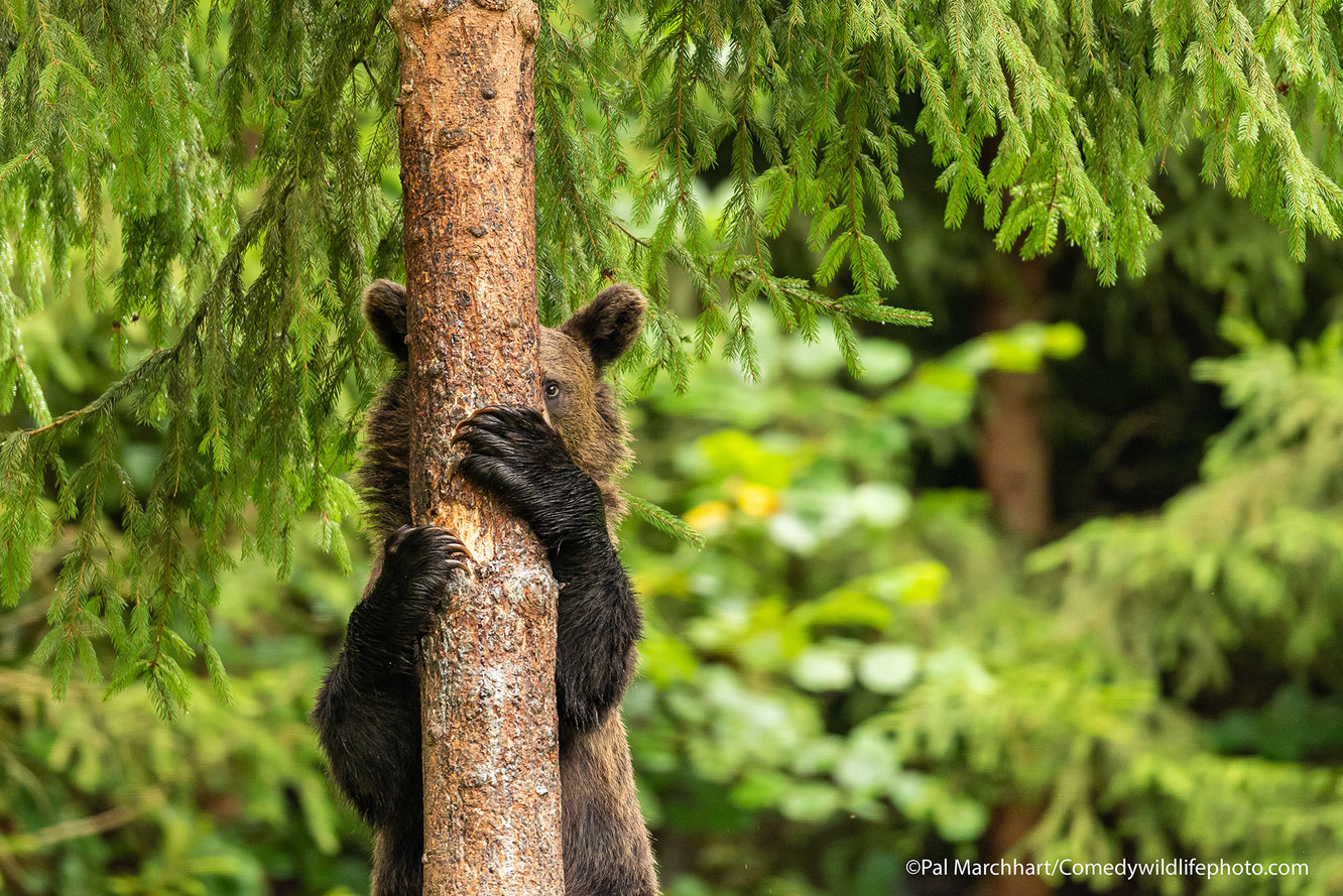 Смешные фотографии животных. Comedy Wildlife Photography Awards 2021 назвал  победителей