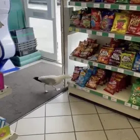 В Англии чайке по кличке Стивен официально запретили появляться в местном магазине. За два месяца птица украла около 30 пачек чипсов