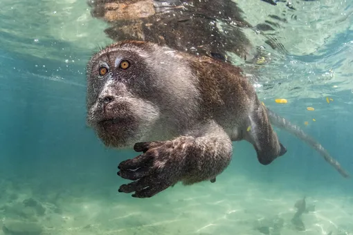 Aquatic Primate. 1st Place, Portrait, and Winner, Best in Show. A crab-eating macaque forages in waters off Thailand’s Phi Phi Islands.