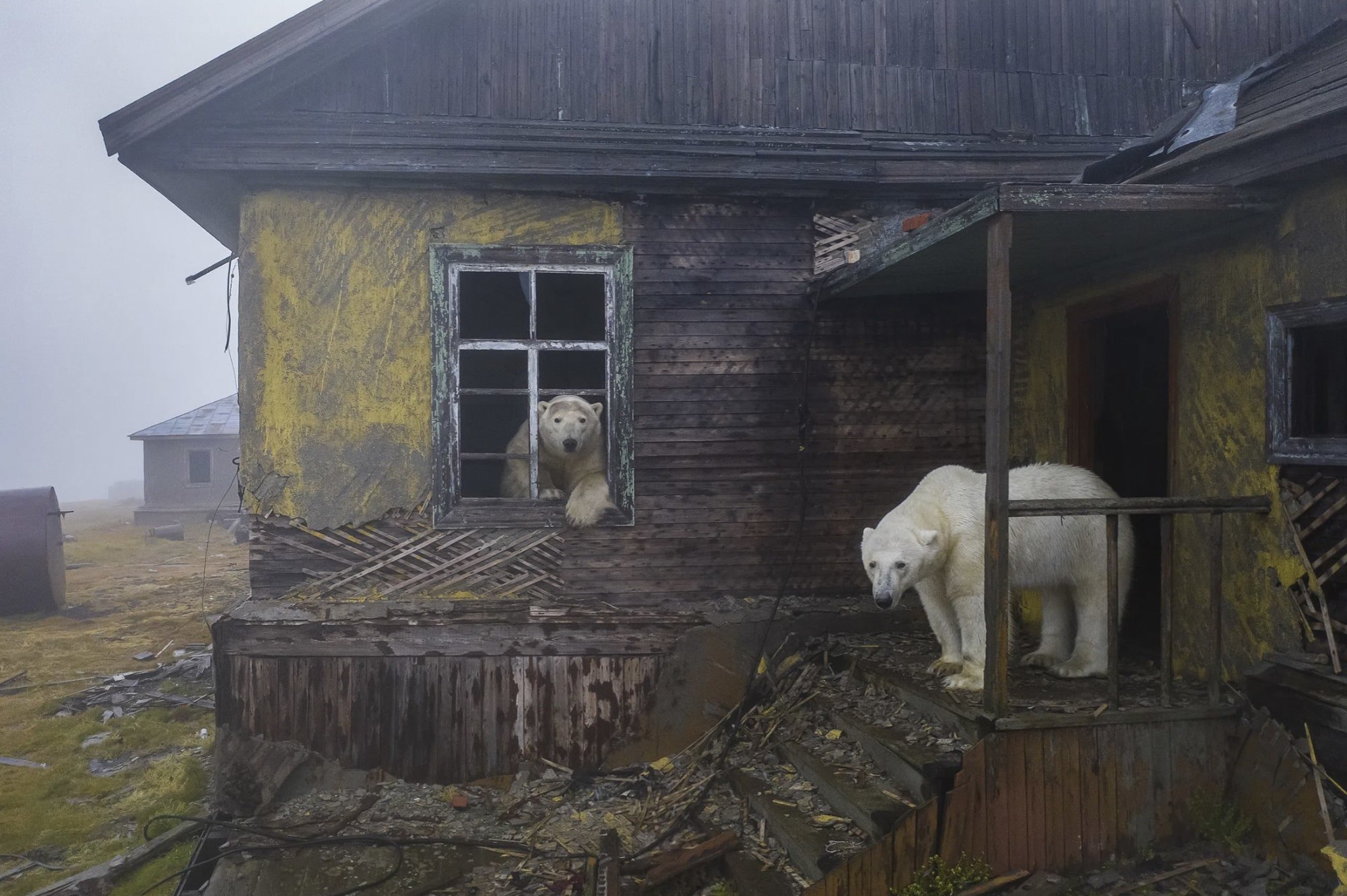 Российский фотограф стал лауреатом британской премии Wildlife Photographer  of the Year