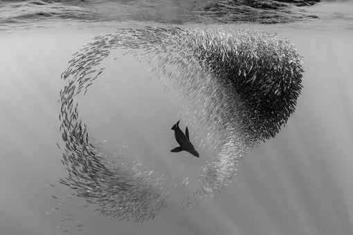 Sea Lion Playing in Sardine Ball. 1st Place, Black & White. Joergen Rasmussen: «Each November, sardines aggregate off the Mexican west coast. This in turn attracts many predators. Working with a local fisherman, we searched the deep water offshore near the continental shelf, and we spotted a lonely sea lion. The sea lion was chasing sardines, and the ball was constantly changing shape as the sea lion broke it up.