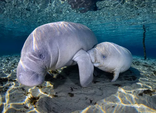 Mother's Day. 2nd Place, Marine Life Behavior. A mother and calf West Indian manatee swim together in Crystal River, Florida.