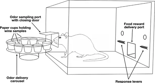 Frasnelli, E., Et al Animal Cognition