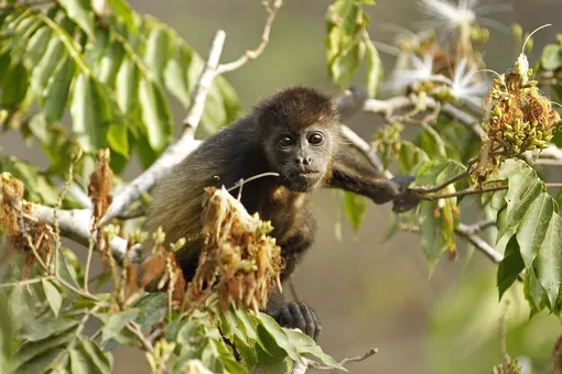 «Падают с деревьев, как яблоки». В Мексике с начала мая почти 140 обезьян-ревунов погибли из-за жары