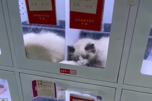 В Китае появились автоматы по продаже живых собак и кошек