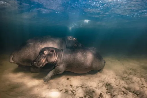 Россиянин стал лауреатом британской премии Wildlife Photographer of the Year