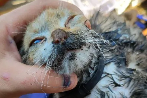 В Забайкалье спасли кошку из пожара. Она устроила его сама, пока хозяев не было дома