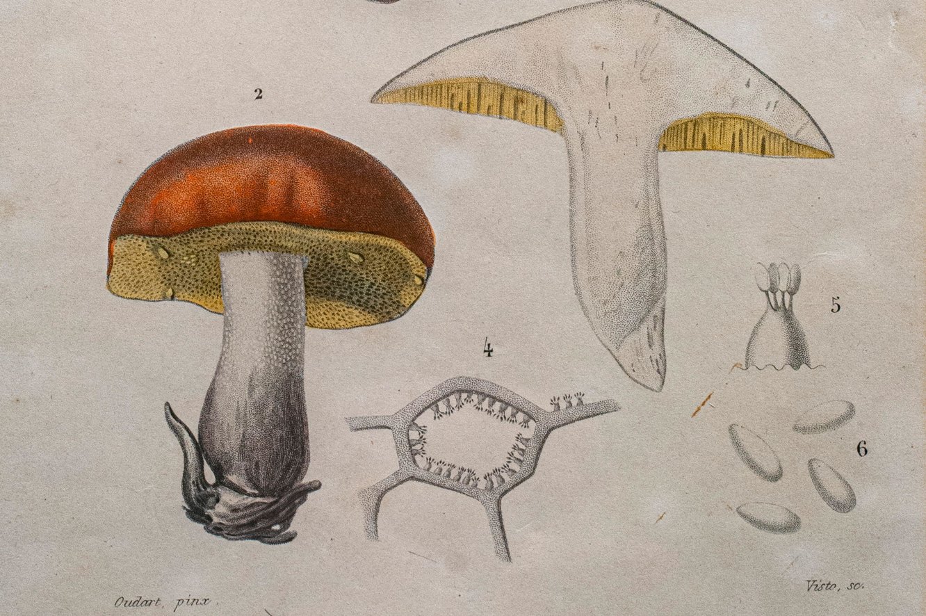 Старые и червивые грибы: есть или не есть