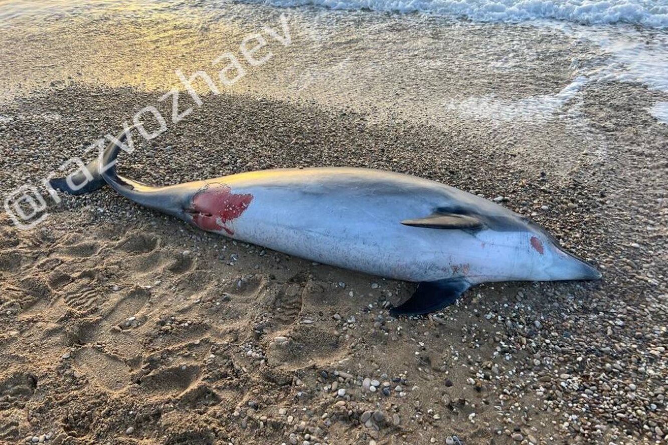 Наконец то муж отпустил с подружками на море фото