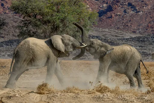 Исследование: африканские слоны обращаются друг к другу по именам