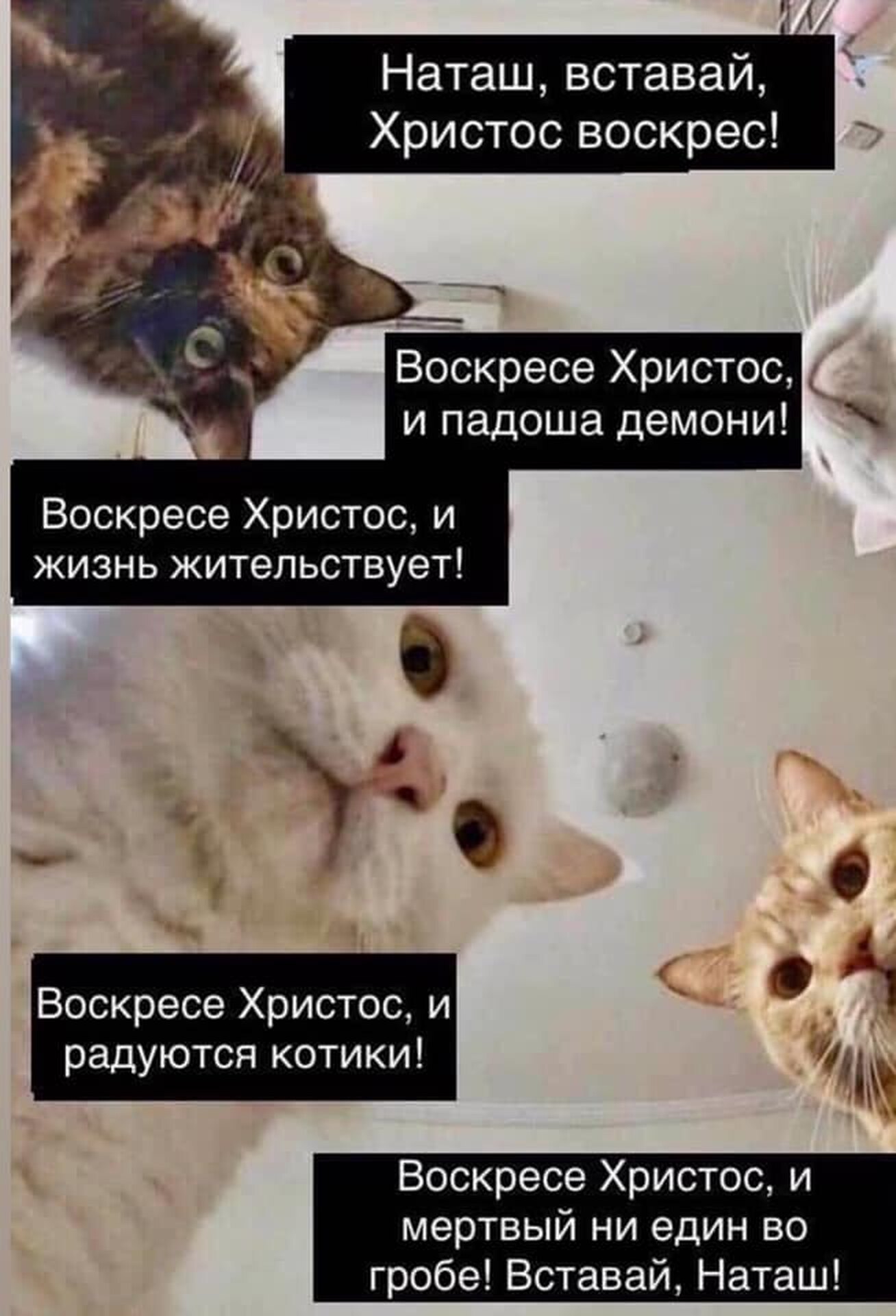 Вставай мем. Мемы с котами. Коты вставай. Наташа вставай. Катава мемы.