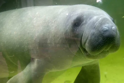 Во Флориде из-за аномального холода и загрязнения воды умерло рекордное за десятилетие число ламантинов