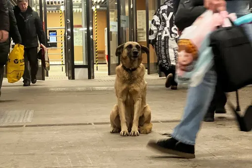 В Москве собака уже 2 недели ждет своих хозяев у входа в метро. Они бросили пса