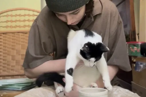 Познакомьтесь с котом-гончаром Момо. Он помогает хозяйке лепить горшки и собирает миллионы лайков