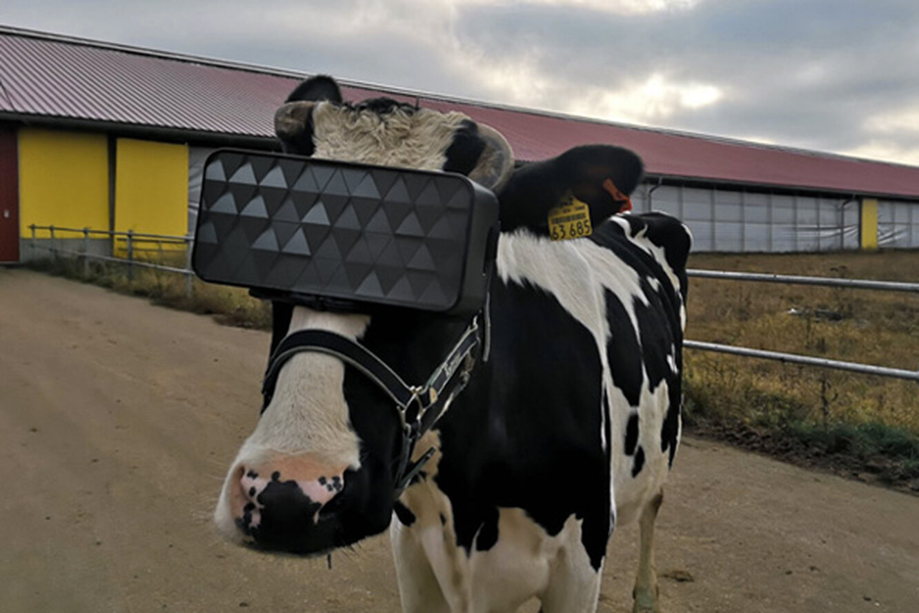 Корова в VR очках