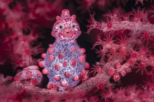 Pygmy Poser. 2nd Place, Macro. A pygmy seahorse, photographed in Lembeh Strait, Indonesia.